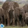 African Elephant Herd Jigsaw