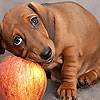 Dog And Apple Puzzle