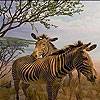 Zebras In The Desert Slide Puzzle