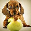 Dog And Apple Slide Puzzle