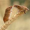 Two Field Mouse Slide Puzzle