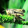 Green Grasshopper Slide Puzzle