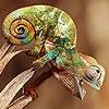 Tiny Chameleon Puzzle