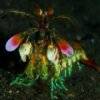 Mantis Shrimp Slider