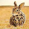 Spotted Rabbit Slide Puzzle