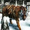 Snow And Tiger Slide Puzzle