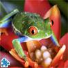 Tree Frog Jigsaw Puzzle