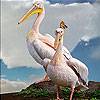 Pelicans On The Mountain Slide Puzzle